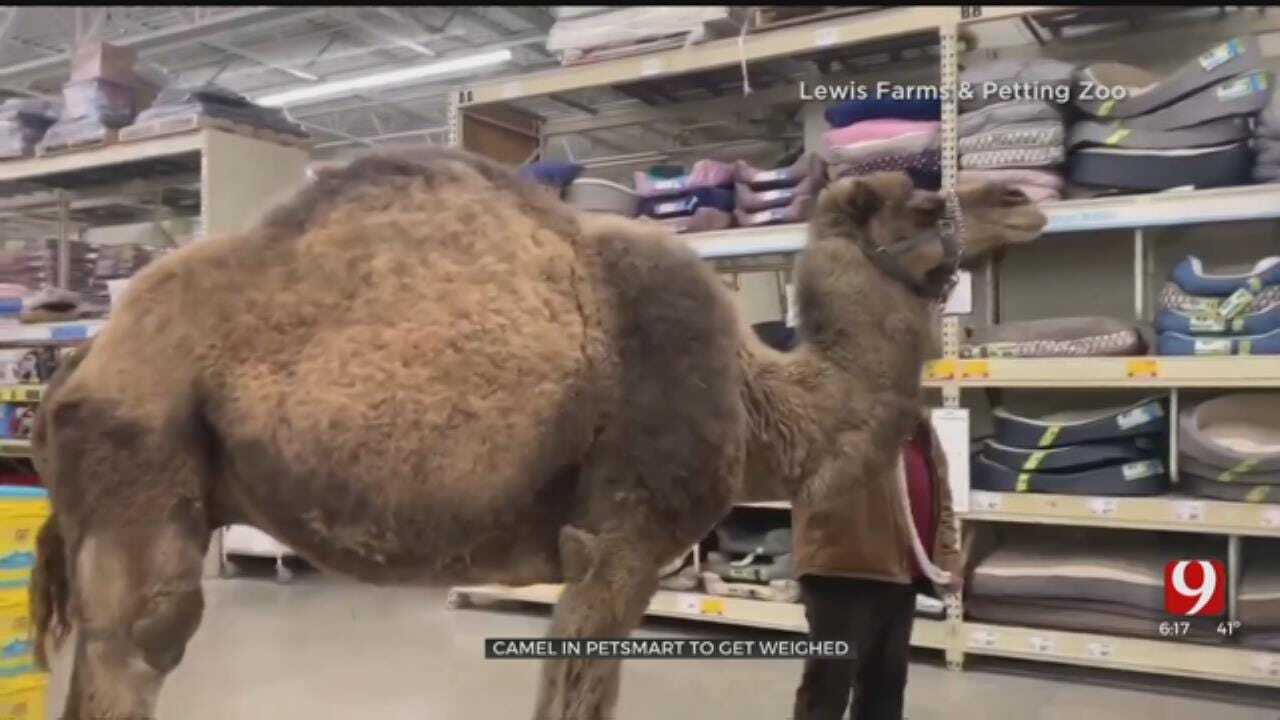 Michigan Man Takes His Pet Camel Inside Of Store