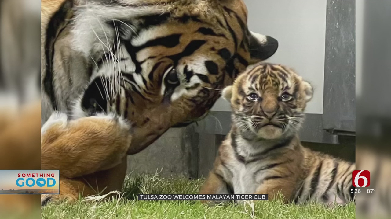 Tulsa Zoo Offers Visitors Chance To Catch Live Video Of New Tiger Cub 