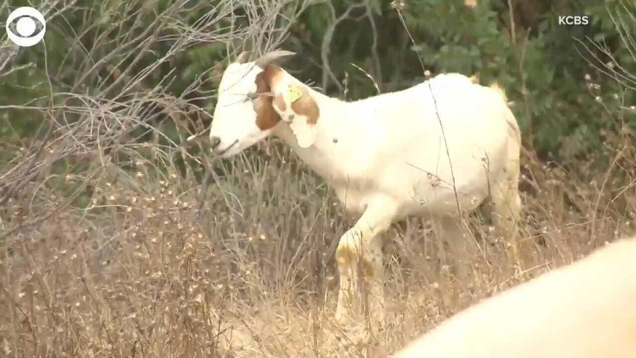 WATCH: Goats Deployed To Prevent Wildfires
