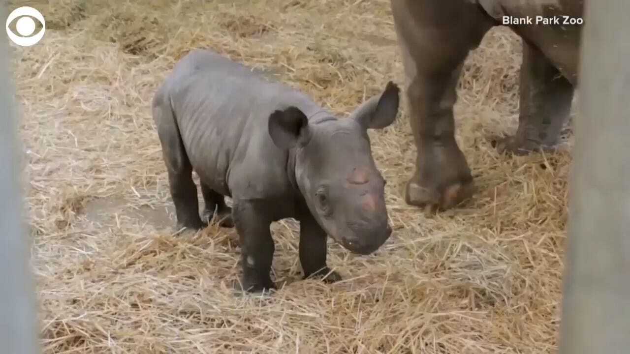 Endangered Baby Rhino Born At Iowa Zoo