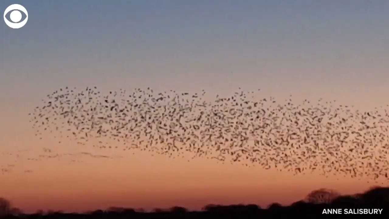 STUNNING! Starlings Fly At Sunset