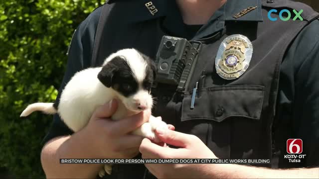 Bristow Police Search For Person Who Abandoned Dog, Puppies At City Building