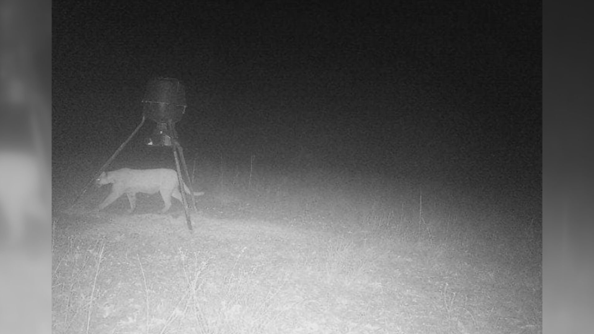 Mountain Lion Sighted On Trail Camera In Osage County