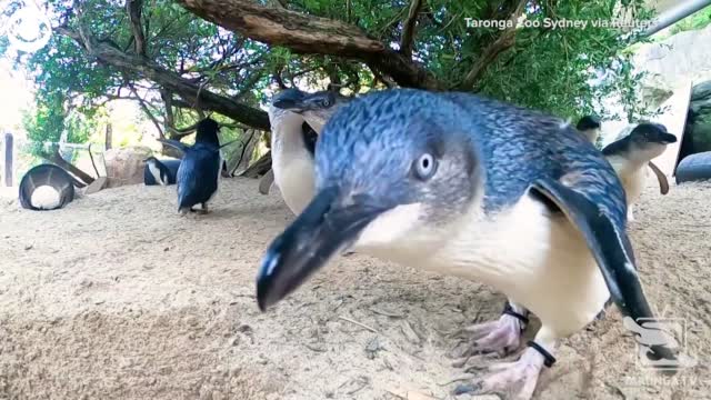 Watch: Curious Penguins Check Out GoPro Camera