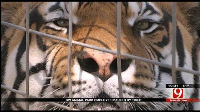 Zoo Owner Talks About Tiger Mauling At Wynnewood Animal Sanctuary