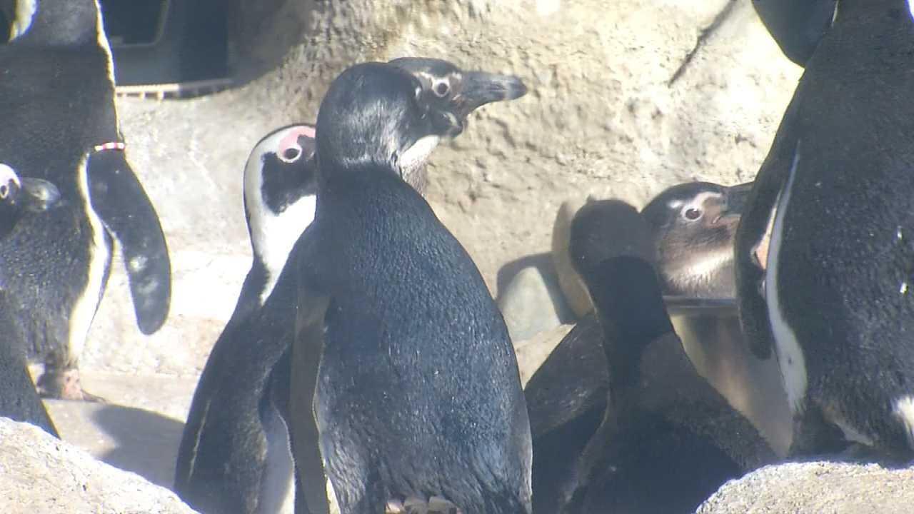 Wild Wednesday: Inside The Penguin Exhibit At The Tulsa Zoo