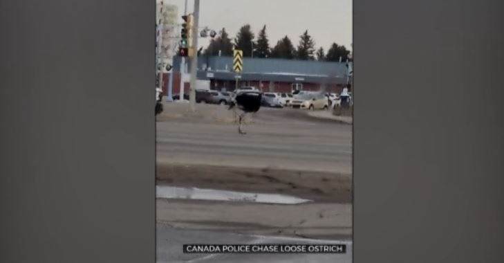 Canadian Police Chase Of Ostrich Caught On Video