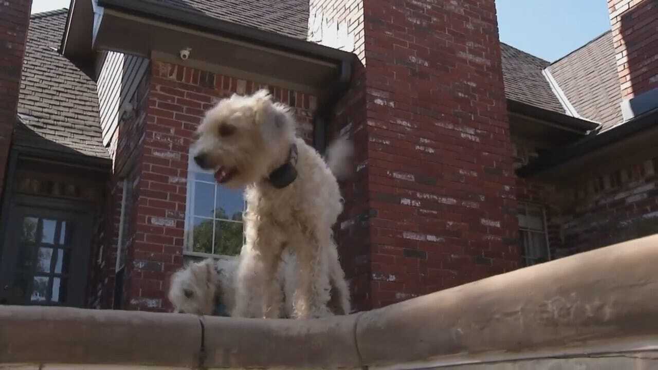 Video Shows Oklahoma Dog Rescuing Dog From Swimming Pool