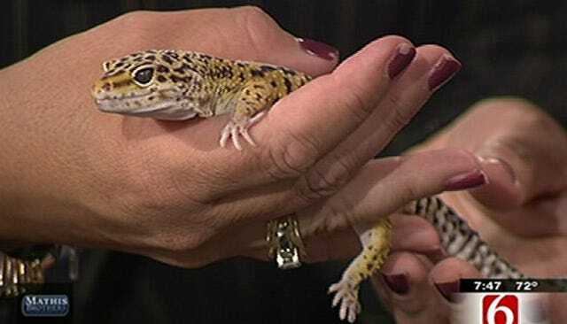 Wild Wednesday: Leopard Gecko