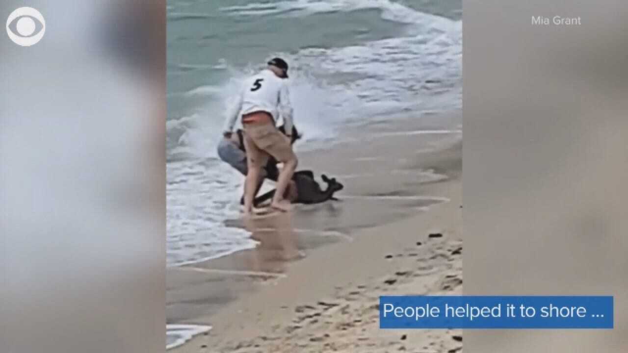 Struggling Kangaroo Rescued From Australian Beach