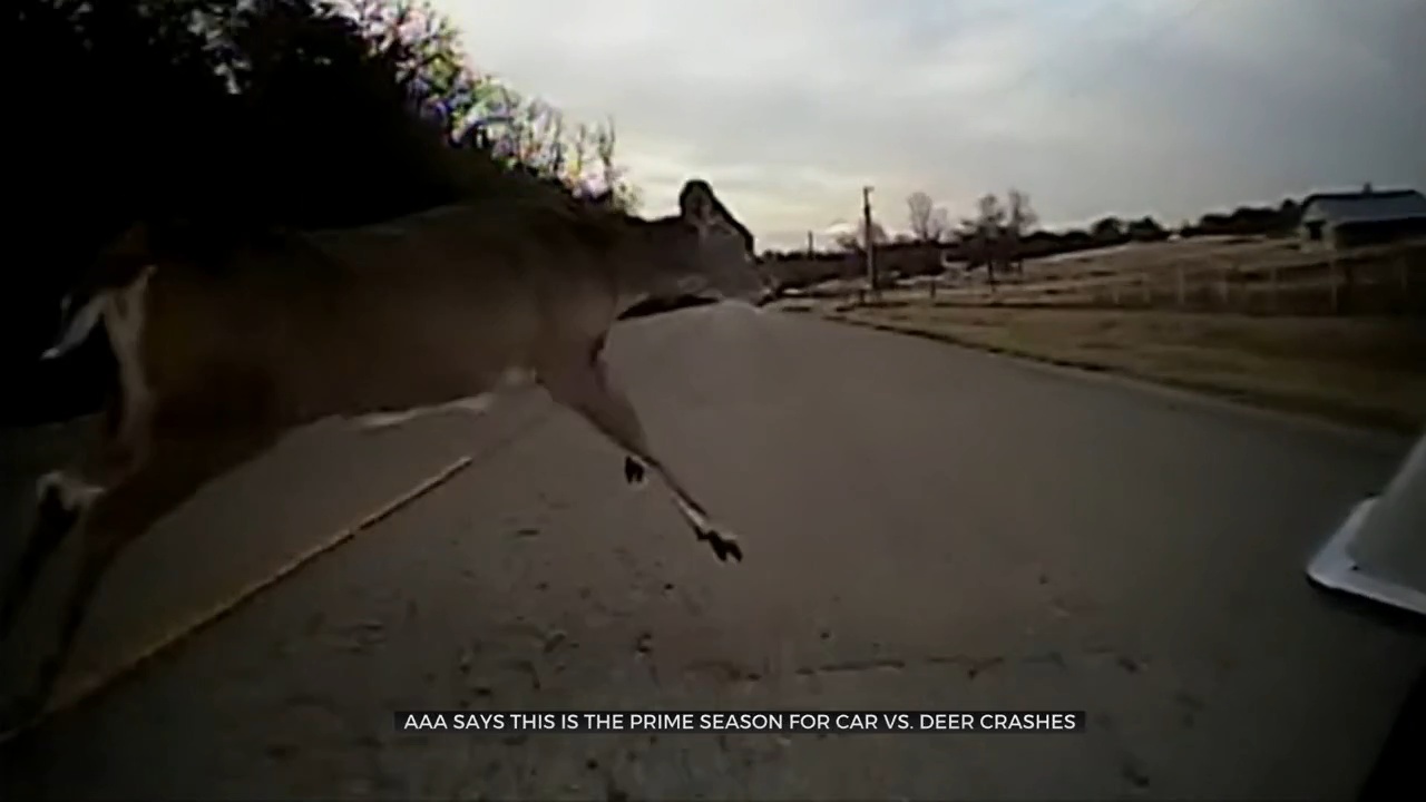 AAA Warns Drivers Of Deer Rutting Season