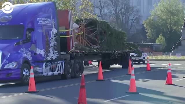 Watch: Capitol Christmas Tree Arrives In Washington, DC
