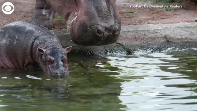 Watch: Baby Hippo Goes For A Swim