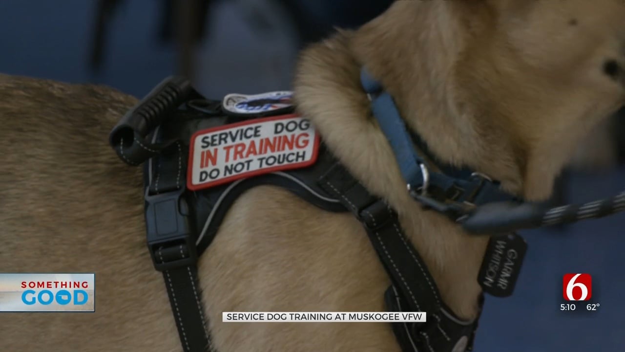 Muskogee VFW Trains Veteran Service Animals For Free