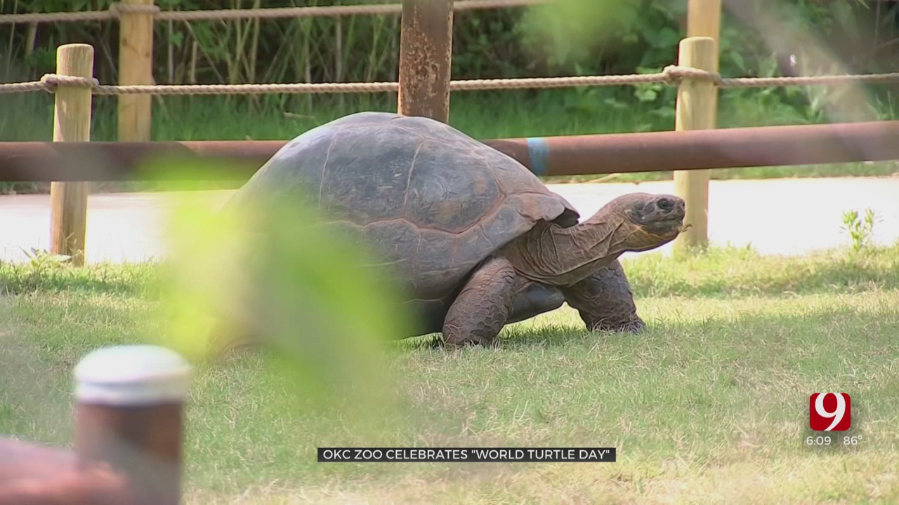 OKC Zoo Celebrates ‘World Turtle Day’ Saturday