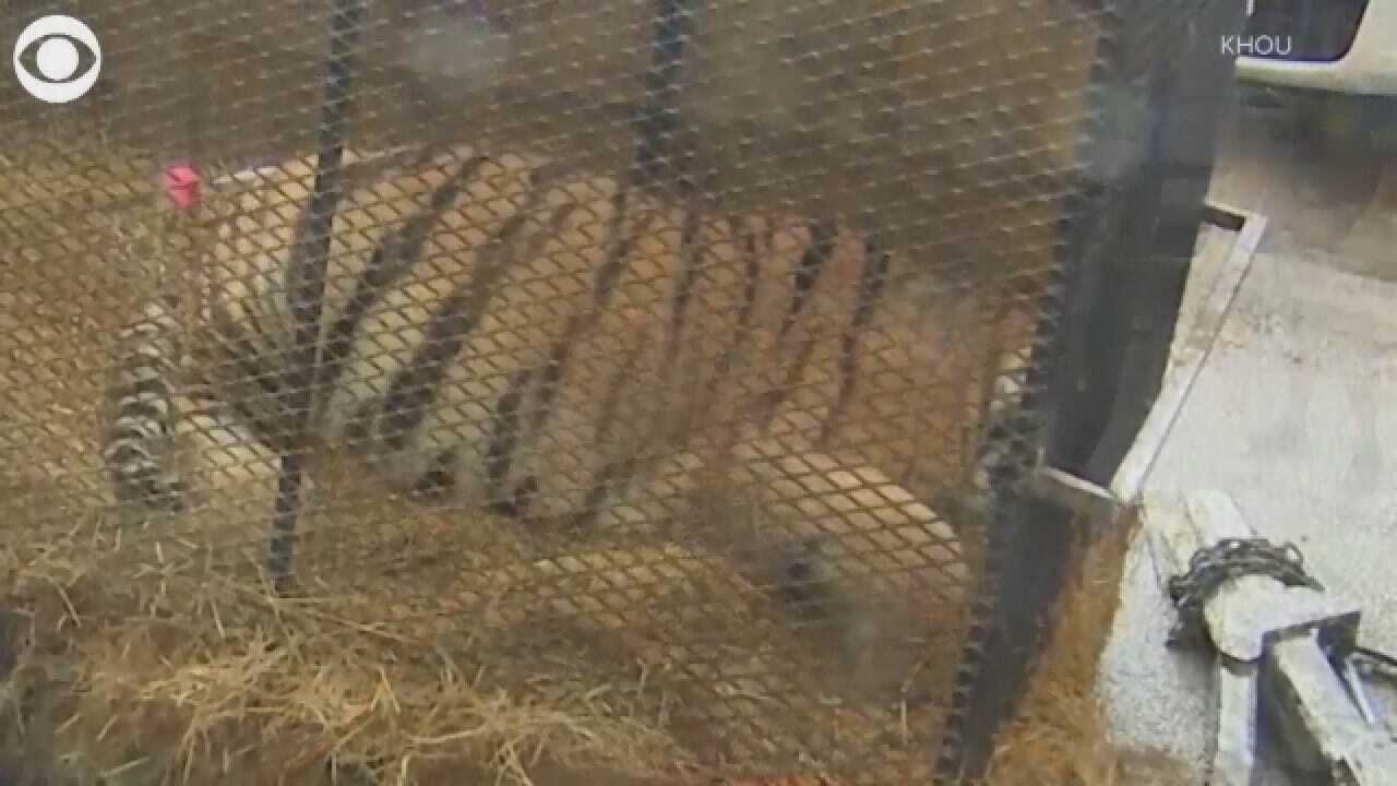Woman Finds Tiger In House, Tells Dispatch: ‘I’m Not Lying’