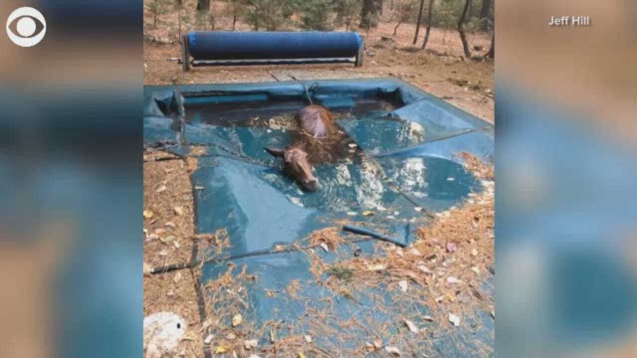 Horse Survives California Wildfire By Getting In Swimming Pool