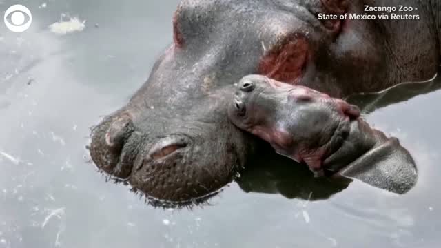 Watch: 8-Day-Old Hippo Bonds With Its Mom At Zoo In Mexico