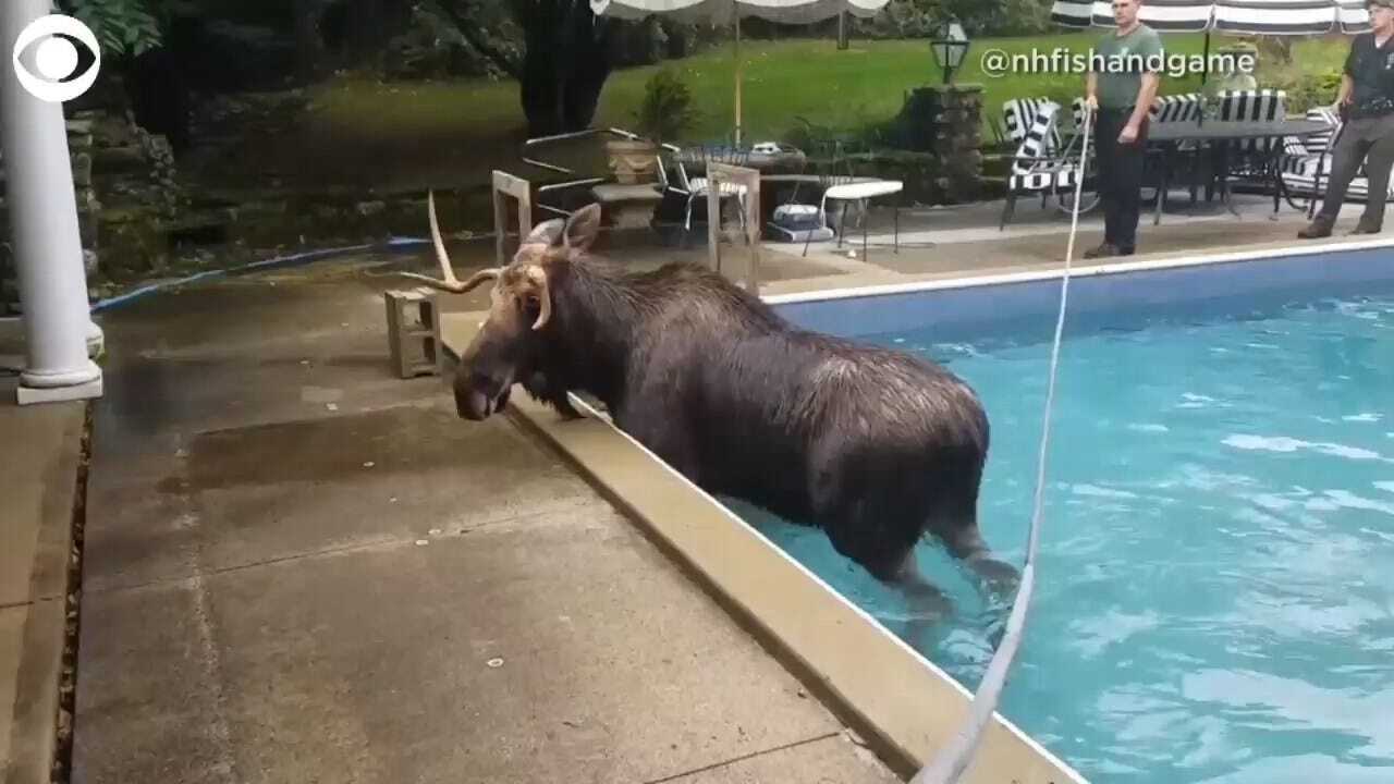 WATCH: Moose Gets Stuck In A Pool