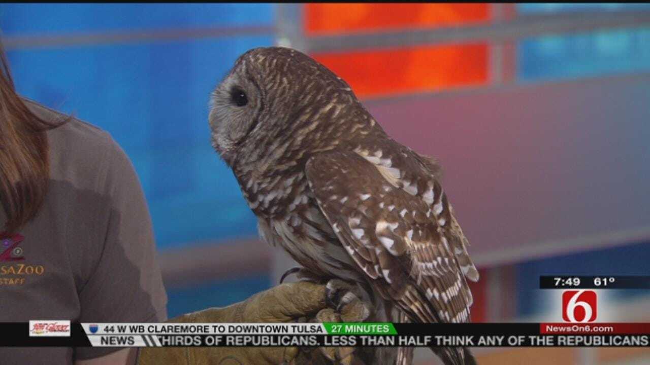 Wild Wednesday: Tulsa Zoo Barred Owl Visits 6 In The Morning