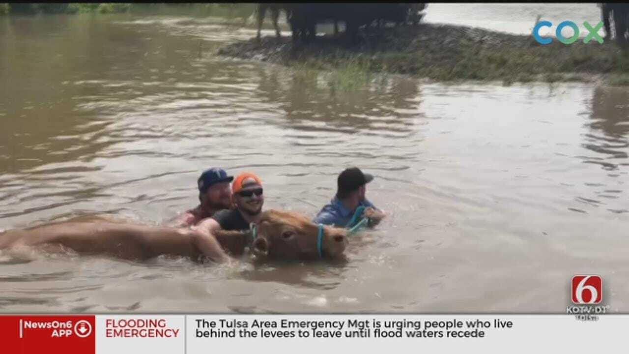 Oklahoma Cowboys Trade Horses For Boats To Rescue Cattle From Rising Water
