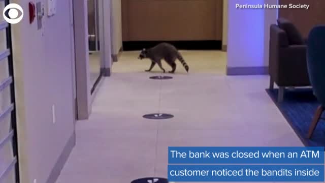 Watch: Raccoons Break Into A Bank