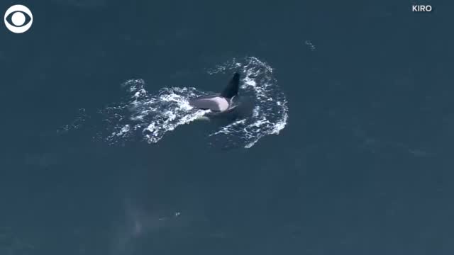 Orca Pod Spotted In The Puget Sound
