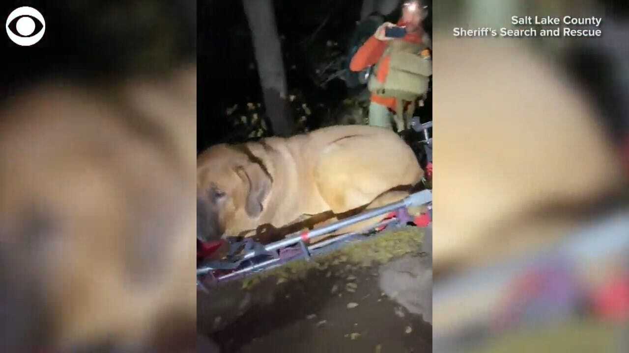 DOG RESCUE! Mastiff Rescued On Hiking Trail