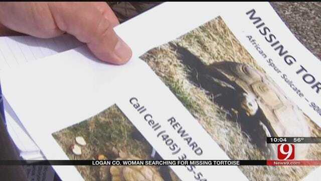 Logan County Woman Searches For Missing Tortoise