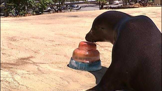 WEB EXTRA: Tulsa Zoo's Sea Lions Celebrate Their Birthdays Tuesday