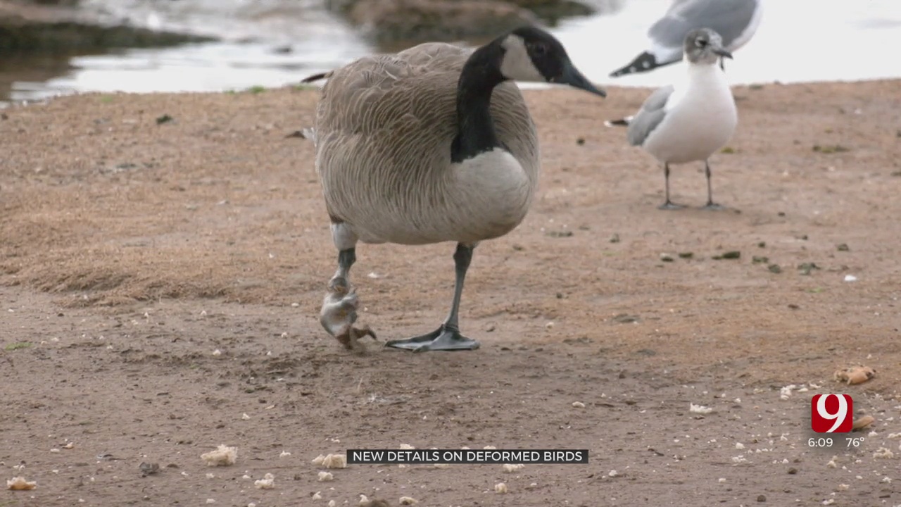 Local Naturalist Speaks About Deformed Birds Seen At OKC Parks  