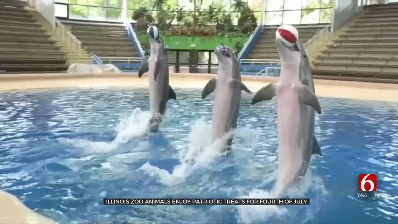 Animals At Brookfield Zoo Celebrate Fourth Of July