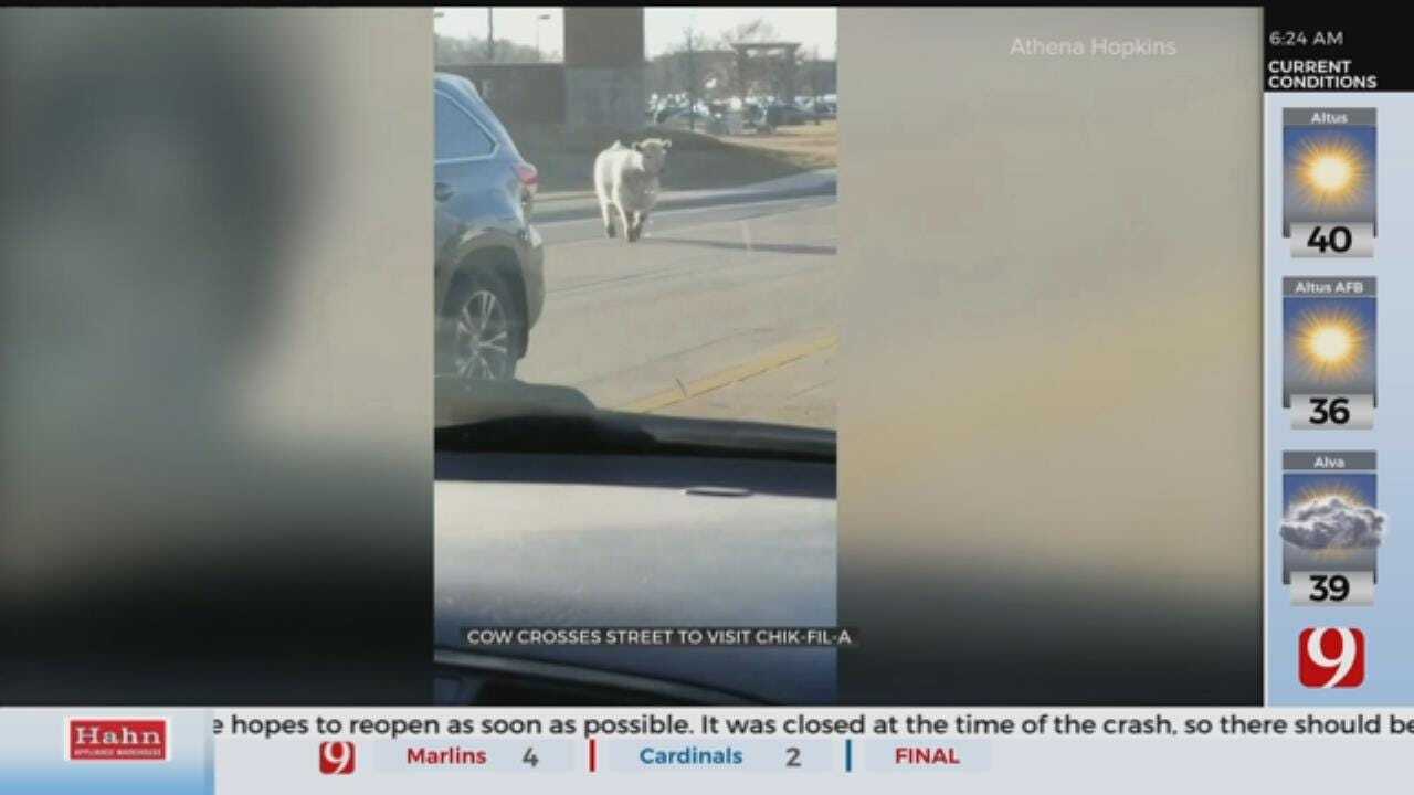 WATCH: Cow Crosses Street To Visit Chick-Fil-A