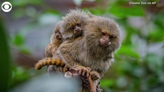 TOO CUTE: Pygmy Marmosets Born At Chester Zoo 
