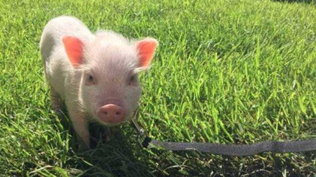 Missing Fayetteville Pig Reunited With Owner
