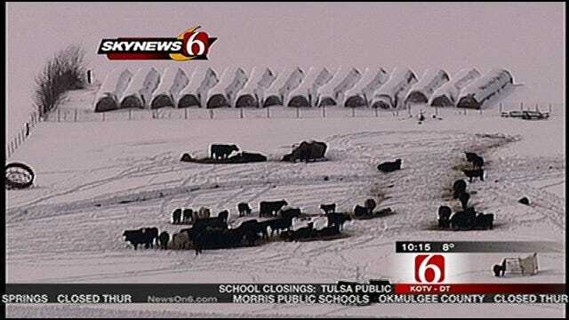 Oklahoma Ranchers Struggle After Weeks Of Snow