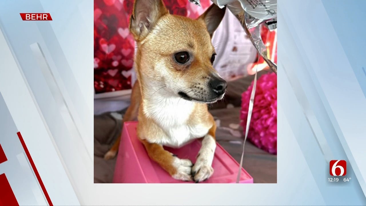 Pet Of The Week: Behr The Chihuahua-Mix