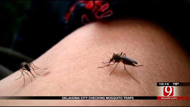 Rain Water Drying Up And Drawing Mosquito Population Out In Oklahoma