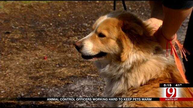 Work For OKC Animal Control Rises As Temperatures Fall