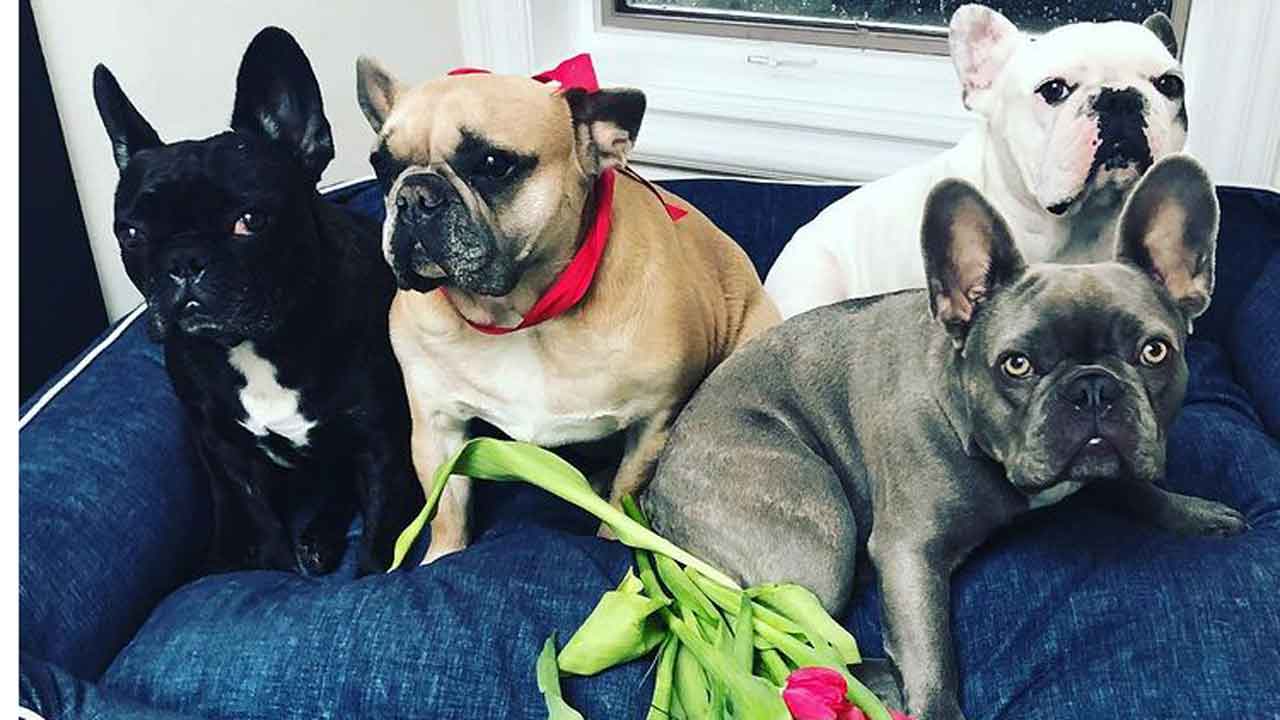 Lady Gaga's Dog Walker Shot As 2 Of Her French Bulldogs Were Stolen In Los Angeles