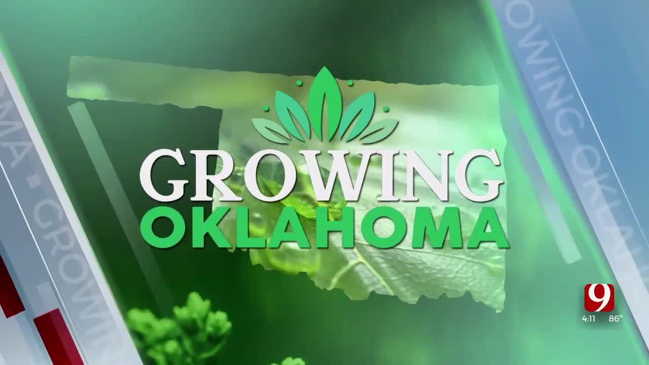 Growing Oklahoma: Edible Flowers