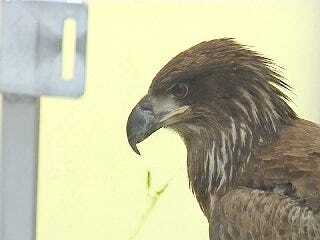 Oklahoma Eagles Poisoned By Lead Shot