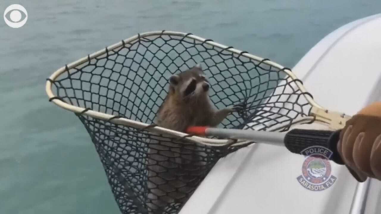 Must See Racoon Rescue