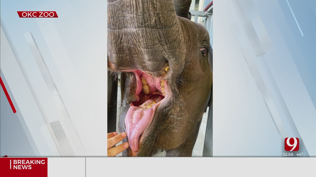 OKC Zoo Says Young Elephant's First Tusk Is Visible