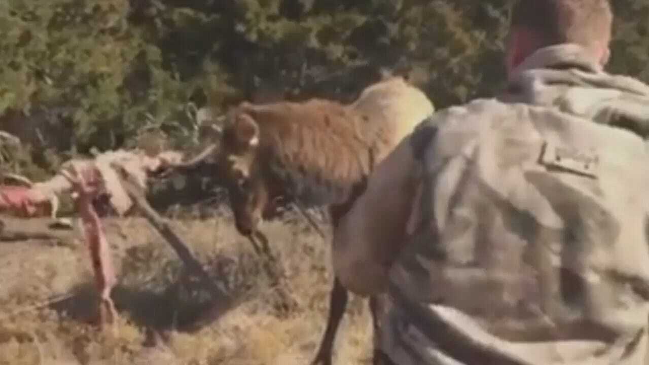 Oklahoma Elk Rescue Caught On Video
