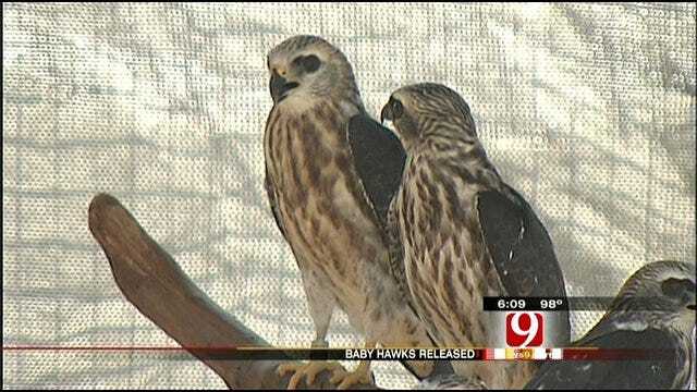 Mississippi Kites Released By WildCare Foundation