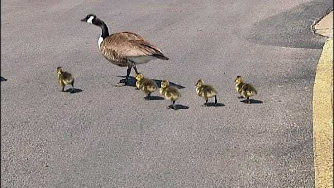 Tulsa Geese Family On The Move