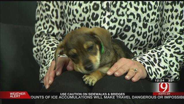 Pet Of The Week: Lucy