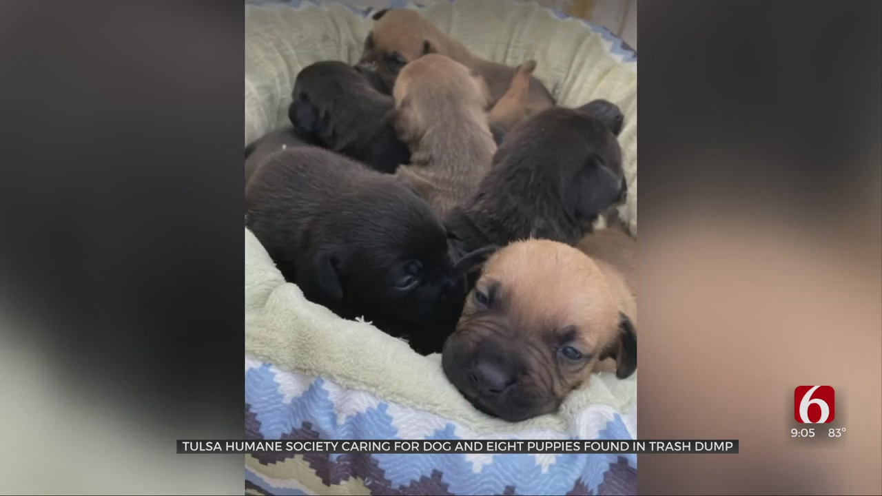 Tulsa Humane Society Caring For Dog, 8 Puppies Found In Dump