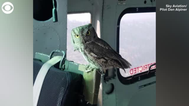 Watch: Owl Flies Inside Helicopter Dropping Water On California Wildfires